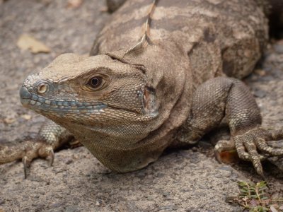 Spiny Tailed Iguana