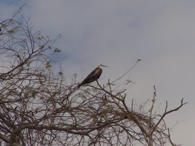 Magnificent Frigatebird