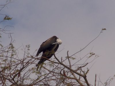 Magnificent Frigatebird