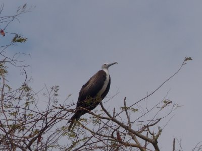 Magnificent Frigatebird