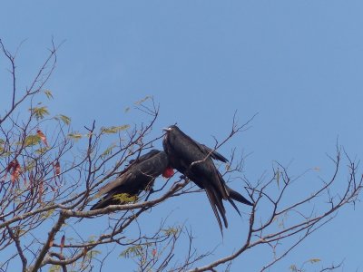 Magnificent Frigatebird