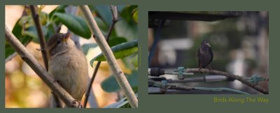 House Sparrow -- European Starling