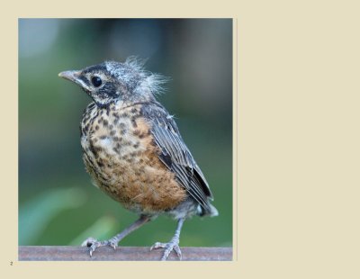   2 - Juvenile American Robin