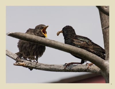   3 - European Starling