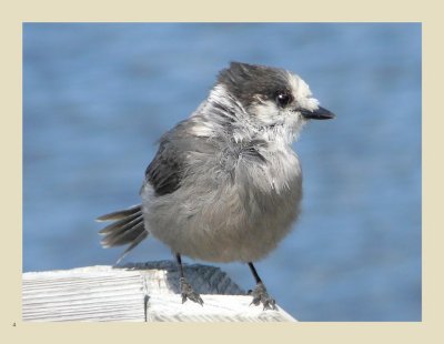   4 - Grey Jay