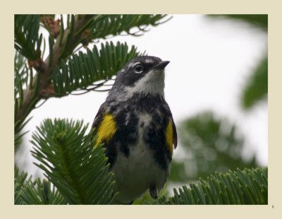   5 - Yellow-rumped Warbler