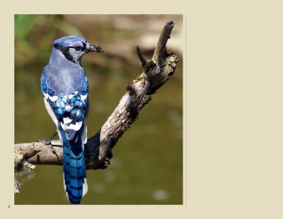   6 - Blue Jay
