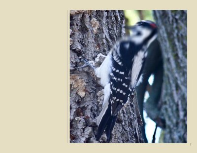   7 - Hairy Woodpecker
