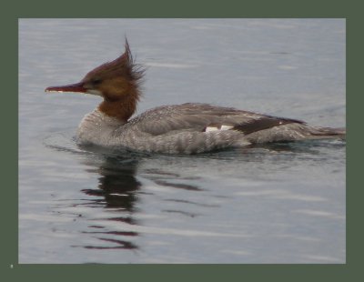   8 - Common Merganser