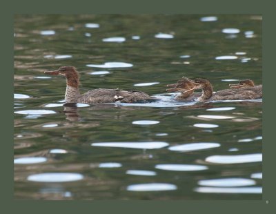   9 - Common Merganser