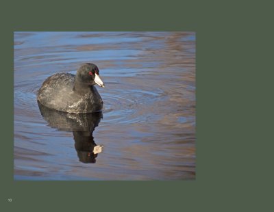 10 - American Coot