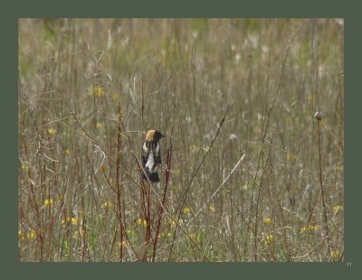 11 - Bobolink