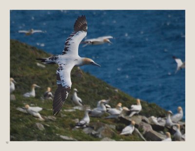12 - Northern Gannet