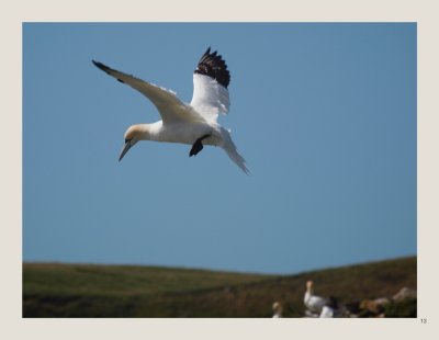 13 - Northern Gannet