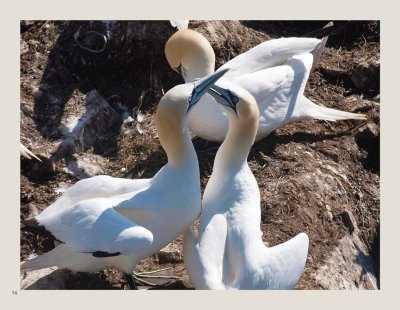 14 - Northern Gannet