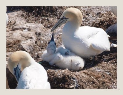 15 - Northern Gannet