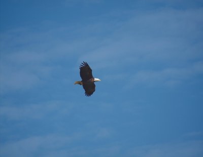 16 - Bald Eagle