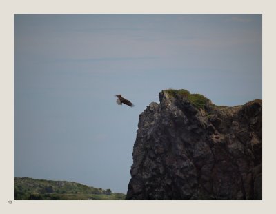 18 - Bald Eagle