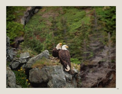 19 - Bald Eagle