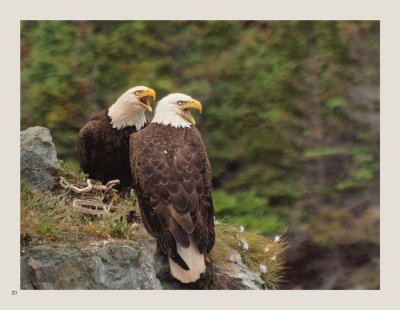 20 - Bald Eagle
