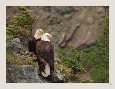 21 - Bald Eagle