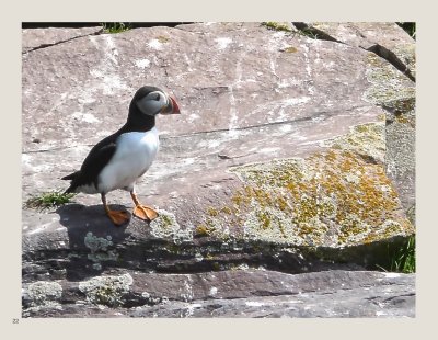 22 - Atlantic Puffin