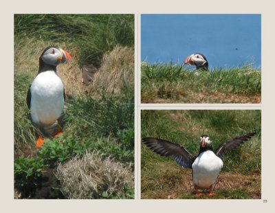 23 - Atlantic Puffin