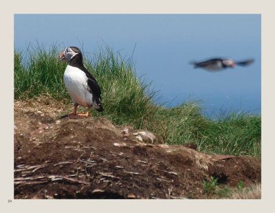24 - Atlantic Puffin