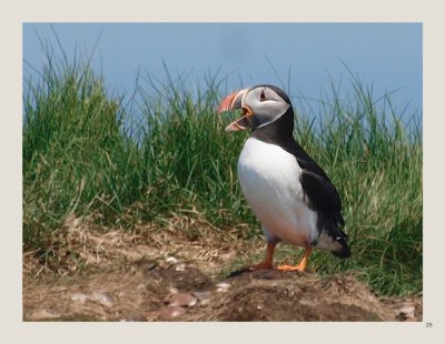 25 - Atlantic Puffin