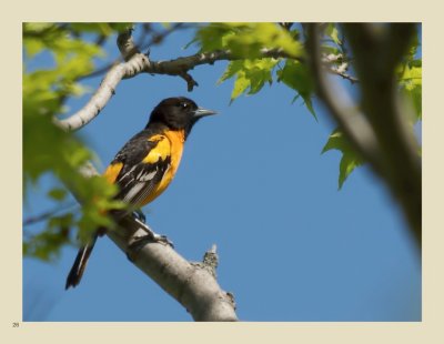 26 - Baltimore Oriole