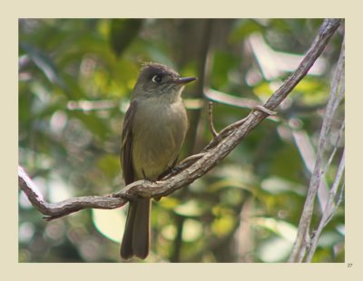 27 - Willow Flycatcher