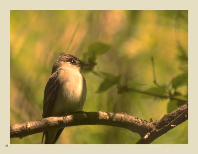 28 - Willow Flycatcher