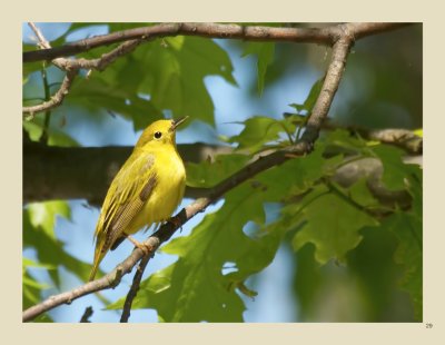 29 - Yellow Warbler