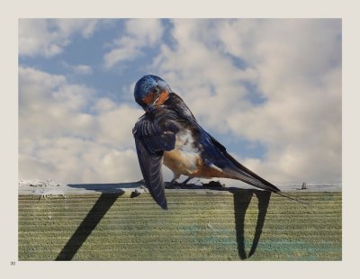 30 - Barn Swallow