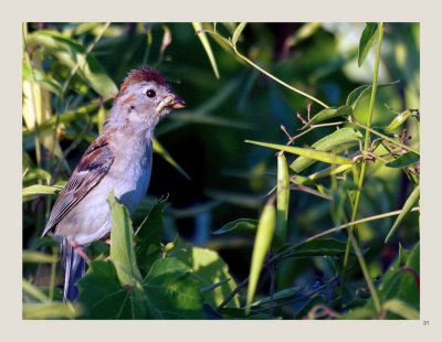 31 - Ash-throated Flycatcher