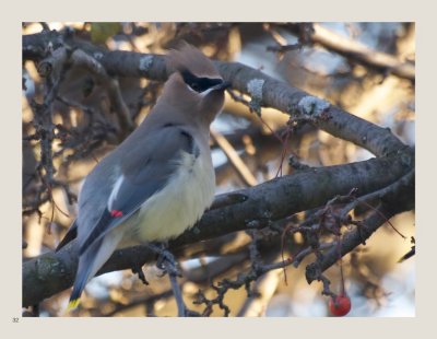 32 - Cedar Waxwing