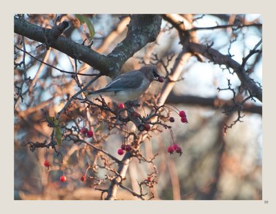 33 - Cedar Waxwing
