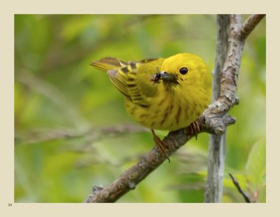 34 - Yellow Warbler