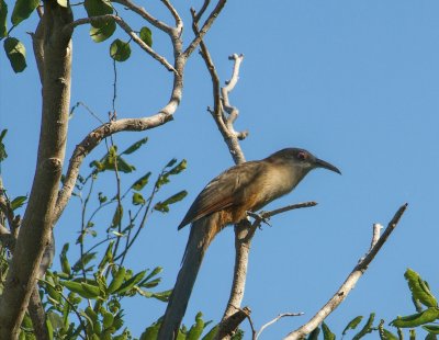 36 - Great (Cuban) Lizard Cuckoo