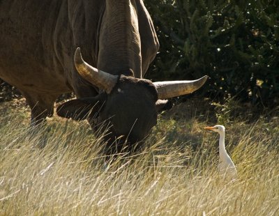 37 - Cattle Egret