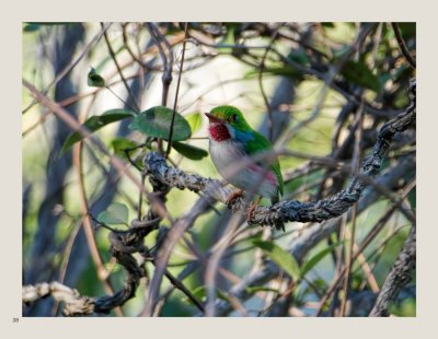 38 - Cuban Tody