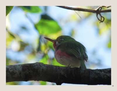 39 - Cuban Tody