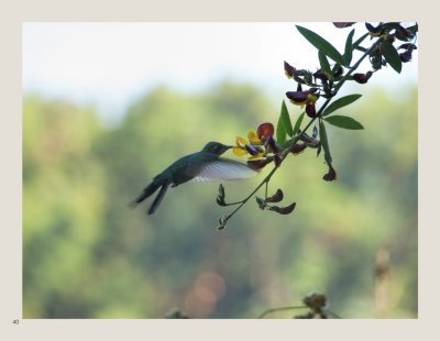 40 - Cuban Emerald Hummingbird