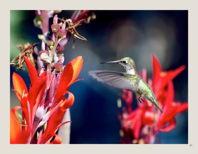 41 - Ruby-throated Hummingbird