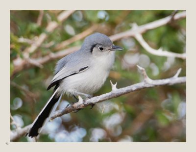 42 - Cuban Gnatcatcher