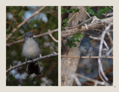 43 - Cuban Gnatcatcher
