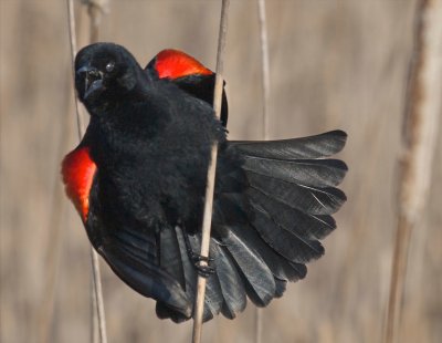 45 - Red-winged Blackbird