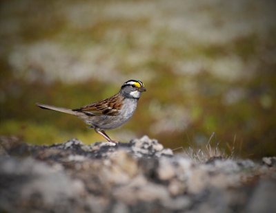 46 - White-throated Sparrow