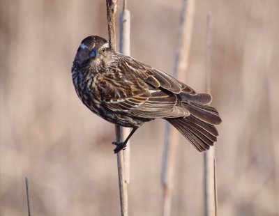 47 - Red-winged Blackbird Adult Female
