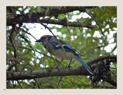 48 - Blue Jay